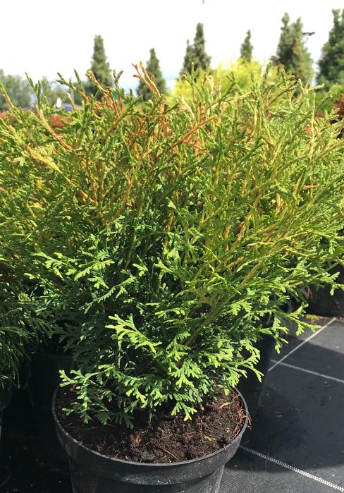 Tuja Danica , Mirjam , Horseri, Szmaragd, Brabant, Tuja książkowa