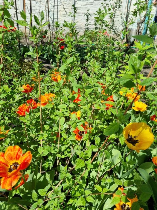 Жасмин махровый и обычный неймоверный аромат