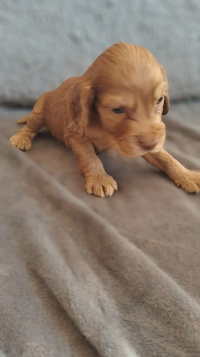 Cocker spaniel angielski suczka