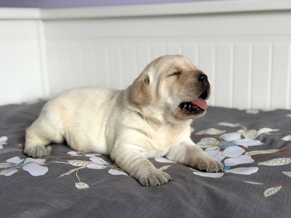 Sunia, suczka, Labrador Retriever. Badania Genetyczne!