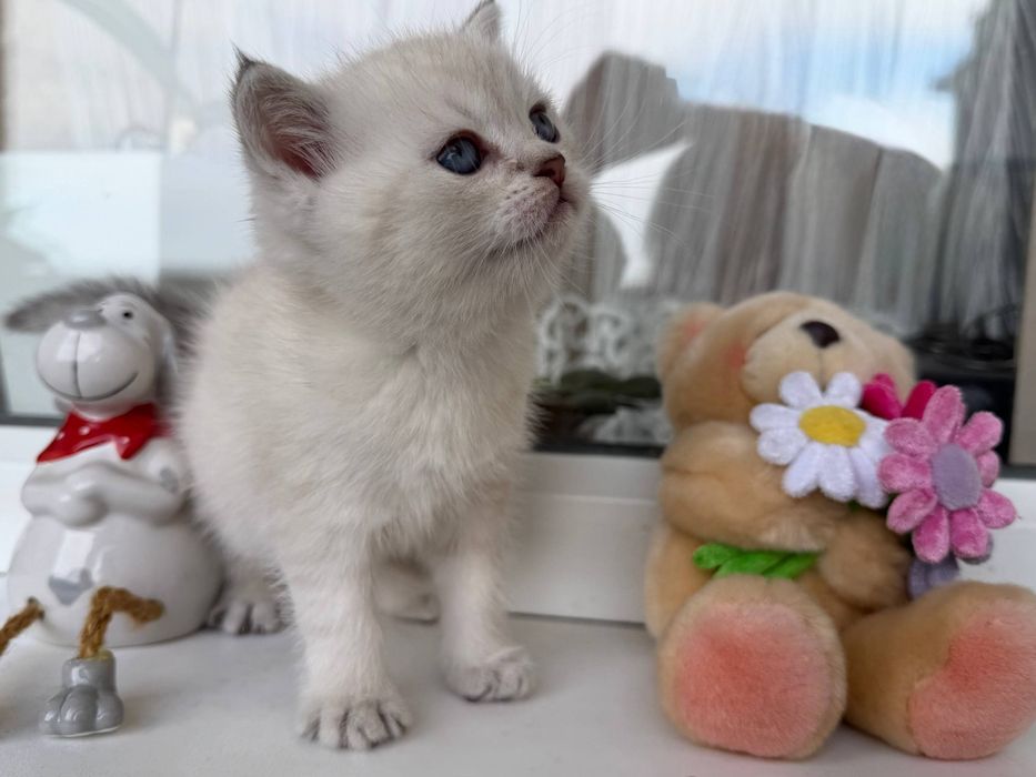 Шотландські кошенята