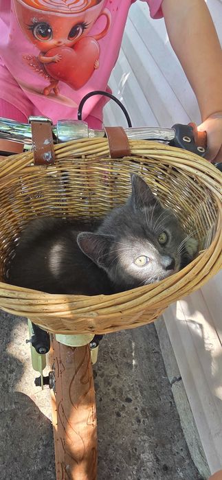 Котята пуушинки