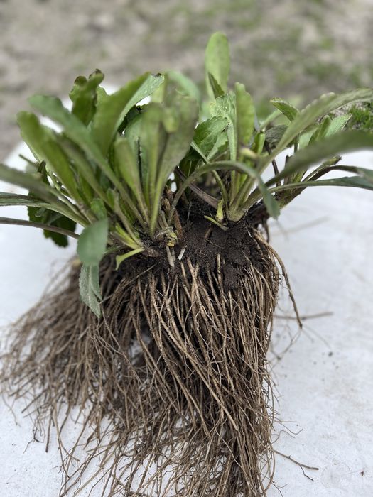 Ромашка Королівська великоквіткова