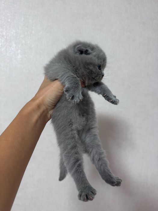 Шотландський висловухий котик , Тернопіль