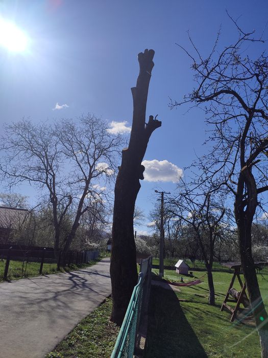 Продам кругляк ясеня