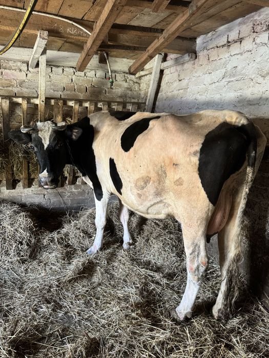 Продам корову в самому розквіті сил!!!