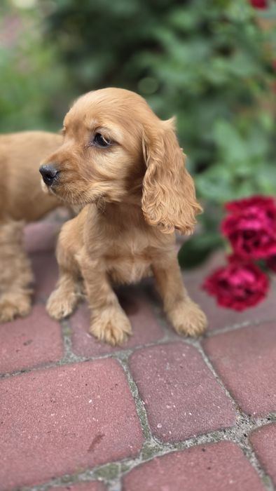 Cocker Spaniel Angielski piesek