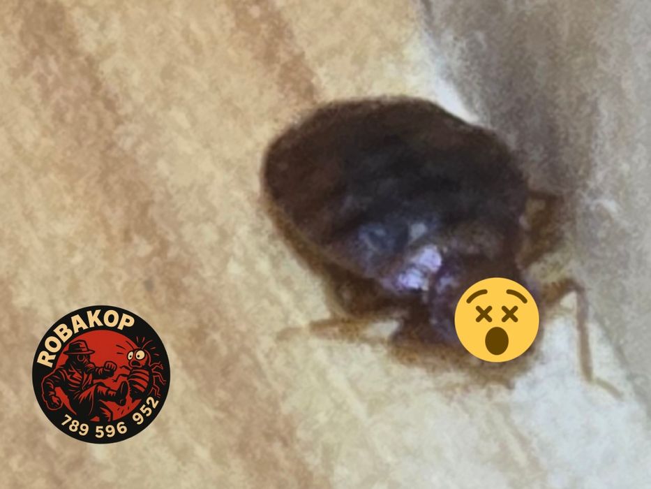 Odpluskwianie/Dezynsekcja/Osy/Szerszenie/Karaczany