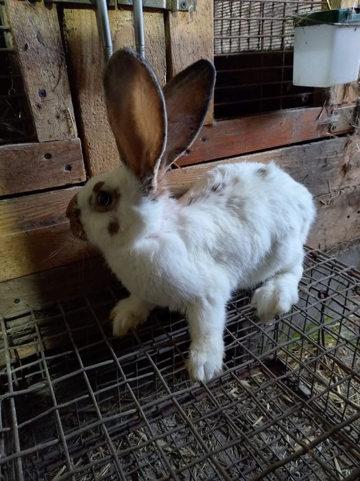 Sprzedam 2 młode Samce