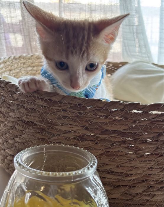 Gatinho 2 meses para adoção responsável