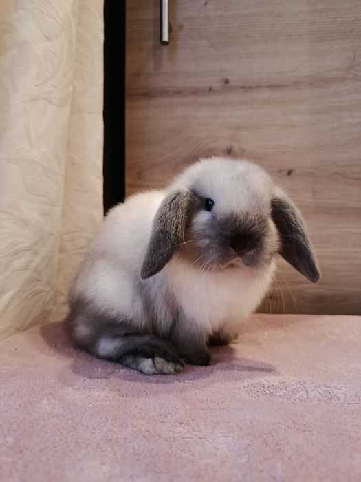 Mini lop samczyk królik króliczek baranek seal point