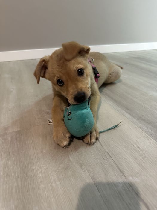 Безкоштовно! Щеня