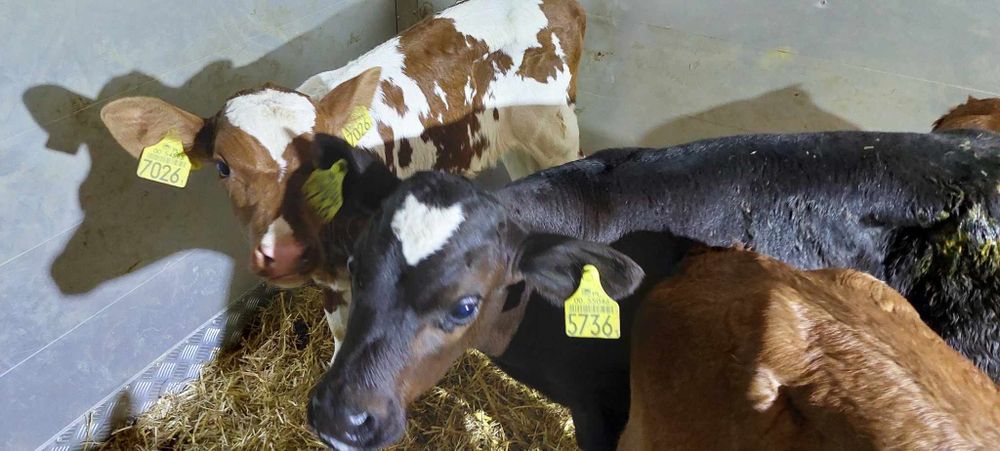 Byczki miesne jaloszki