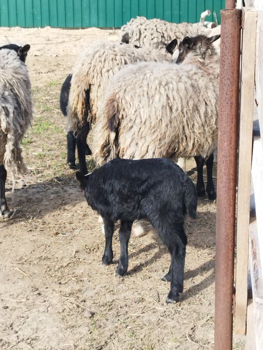 Вівці Ягнята Баран Романівська