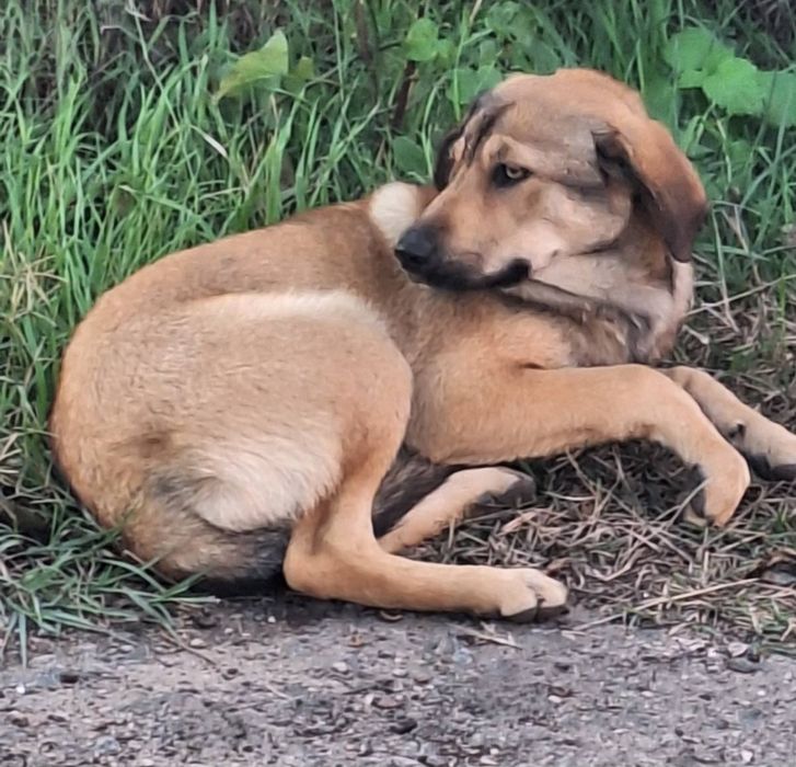 Отдам даром в добрые руки собаку метис овчарки