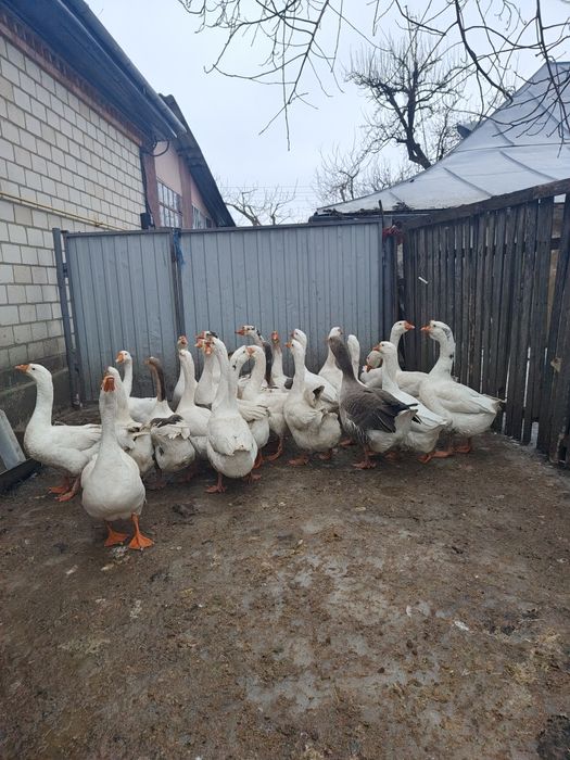 Продам гуси на кладку яєць