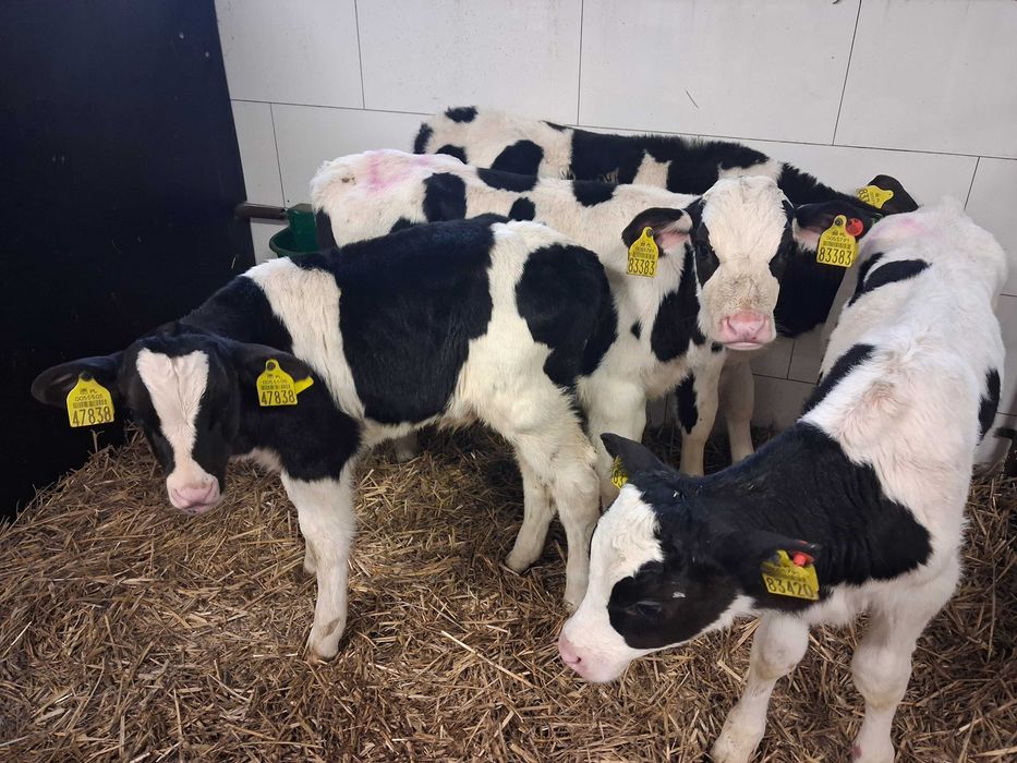 byczki cielęta cielaki mm ncb hf