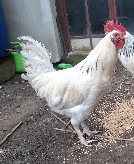 Kogut  rasy Leghorn