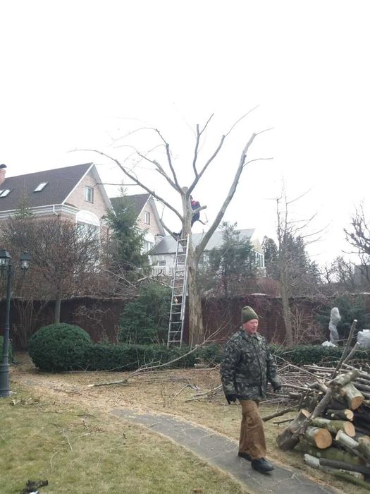Розчистка території. Обрізка плодового саду. Послуги садівника