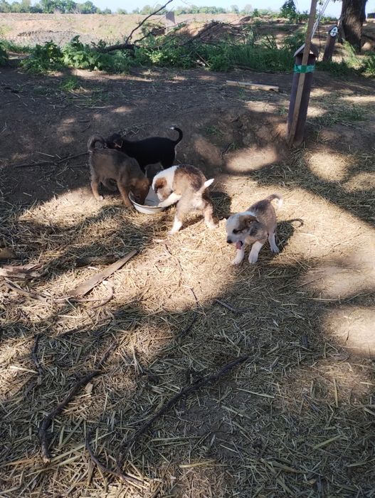 Отдам даром щенков.