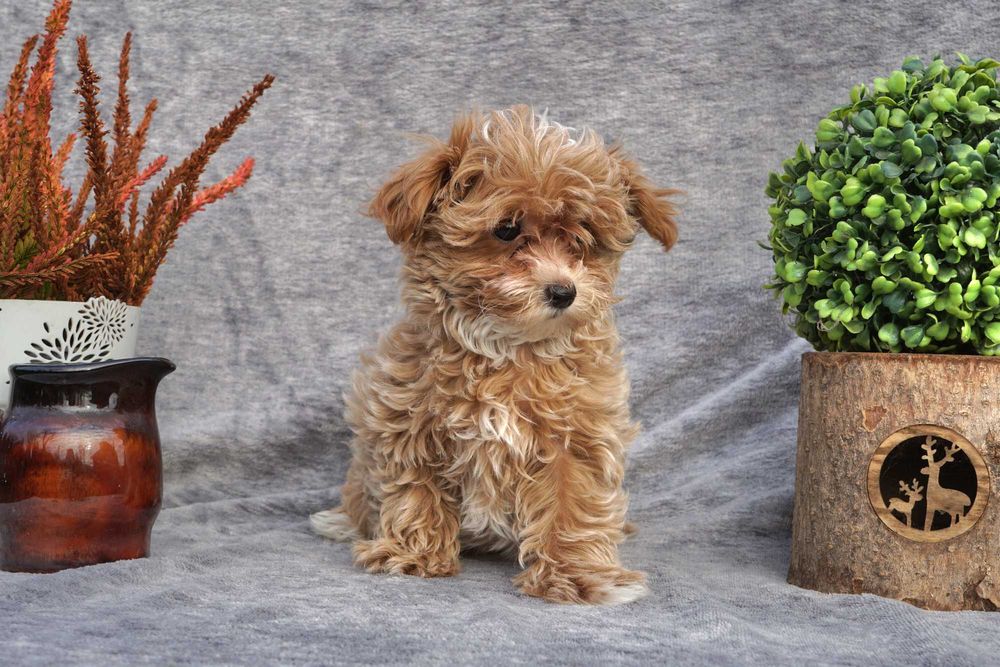 Szczeniak MALTIPOO F1 miniaturka