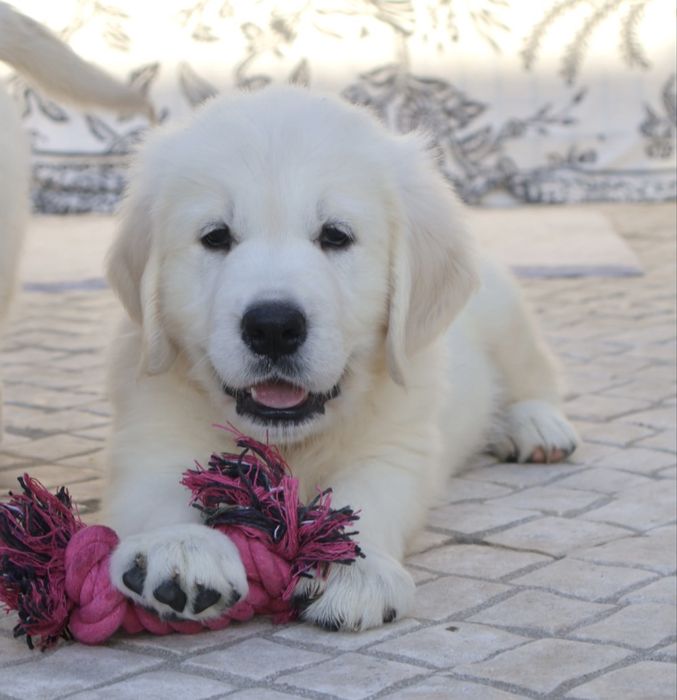 Golden Retriever fêmea com LOP