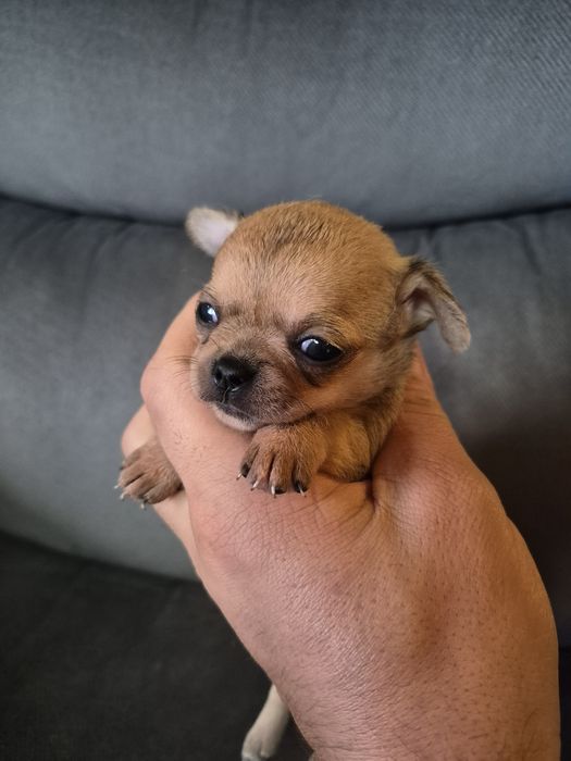 Chihuahua miniatureczka biszkoptowa dziewczynka z rodowodem