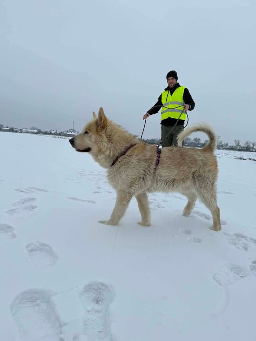 Sigma, starszy psiak siedzi w boksie  za niewinność
