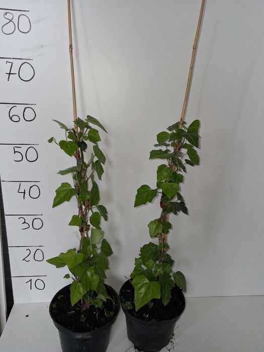 Bluszcz Pospolity (Hedera helix) Duża sadzonka