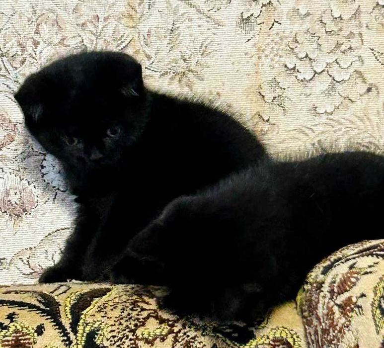 Шотландские вислоухие котята