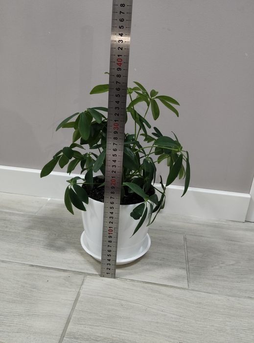 Шефлера, вазон, кімнатні рослини