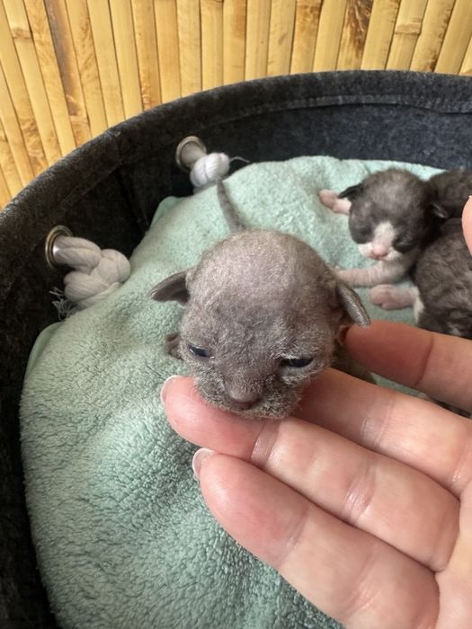 Девон-рекс кошенята - різні забарвлення з документами