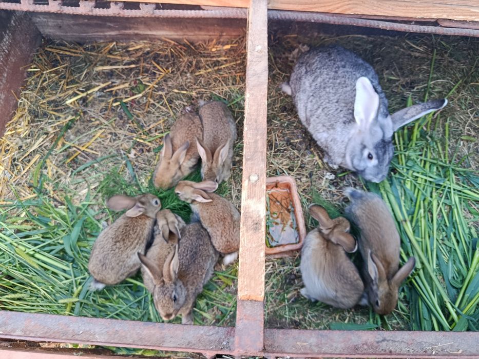 Samice i samce młode pół roczne