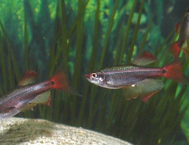 Falso Neon - Whitecloud (Tanichthys albonubes)