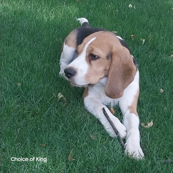 Цуценя бігля.Розплідник КСУ/FCI