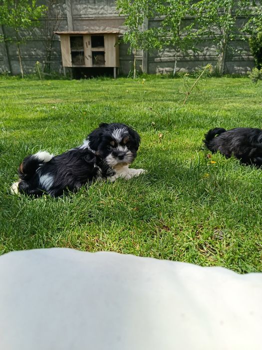 Shih tzu szczeniaki gotowe do odbioru osobistego