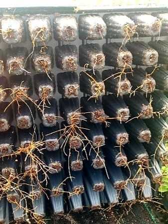 Irga Dammera Major - roslina kopana z gruntu