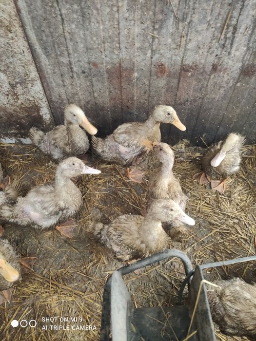 Kaczki Pekin do dalszego chowu