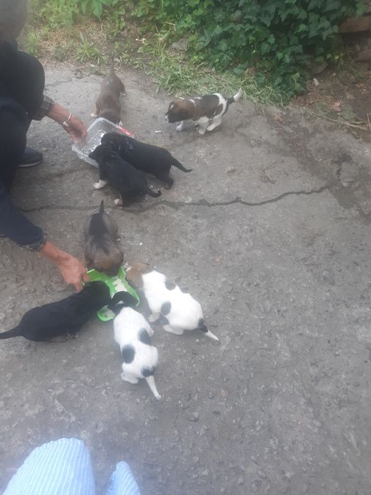 Віддам в добрі руки!