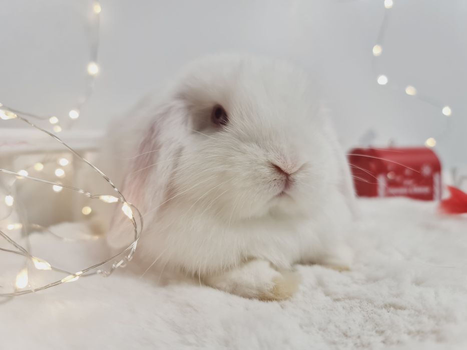 Mini lop królik króliczek miniaturka hodowla transport