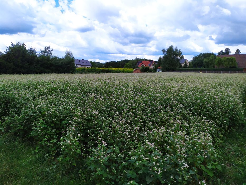 Sprzedam nasiona gryki - odmiana miododajna (paczka po 20kg)