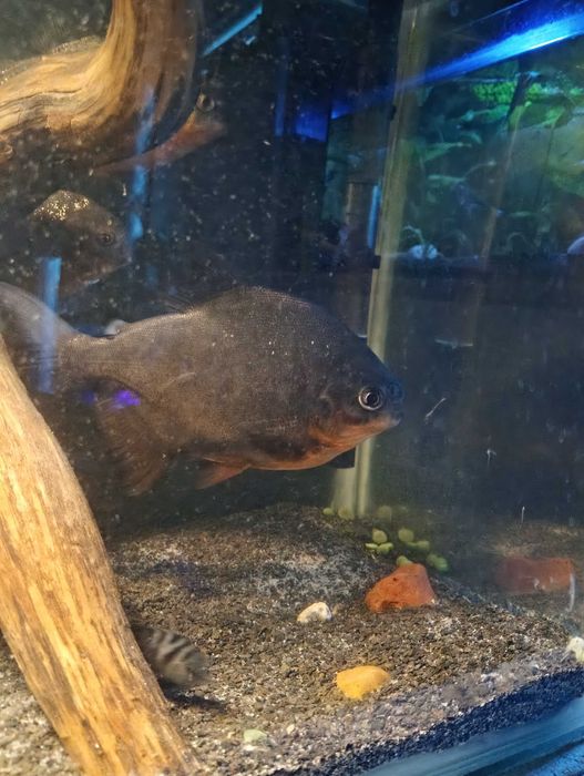 Piranie pacu/natterera