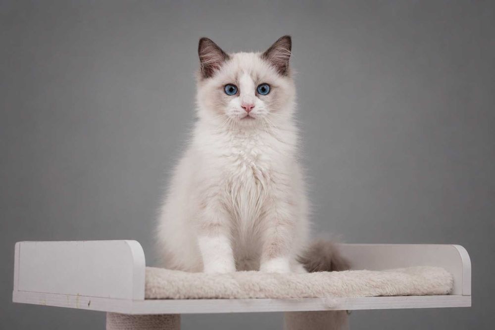 Ragdoll, przepiękny kocurek blue bicolor z rodowodem FPL