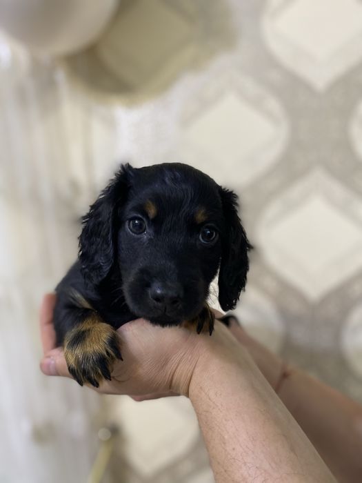 Чорно підпала такса довгошерста такса