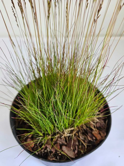 Kostrzewa Woblera (Festuca ovina var. woblery)