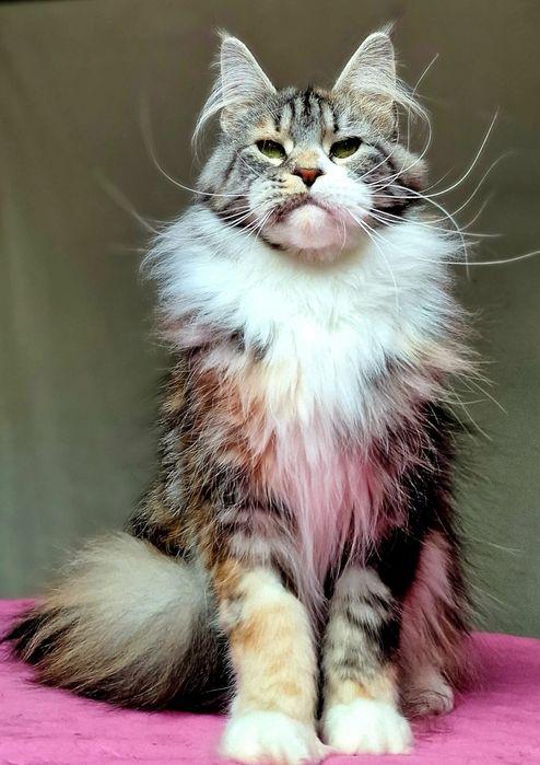 Maine coon, piękna kotka pohodowlana