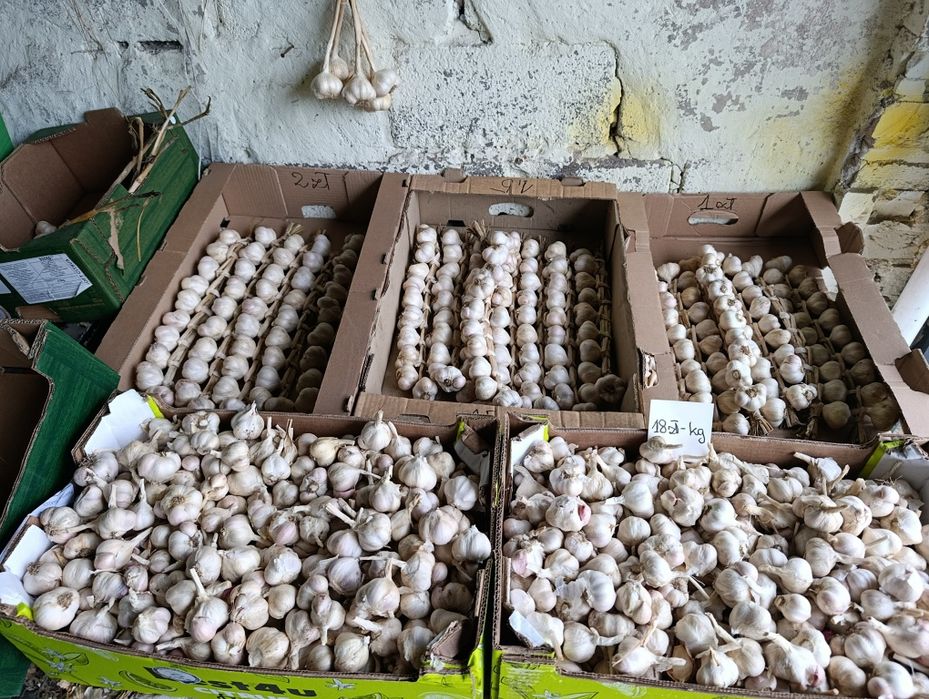 Sprzedam czosnek wiosenny Jarus