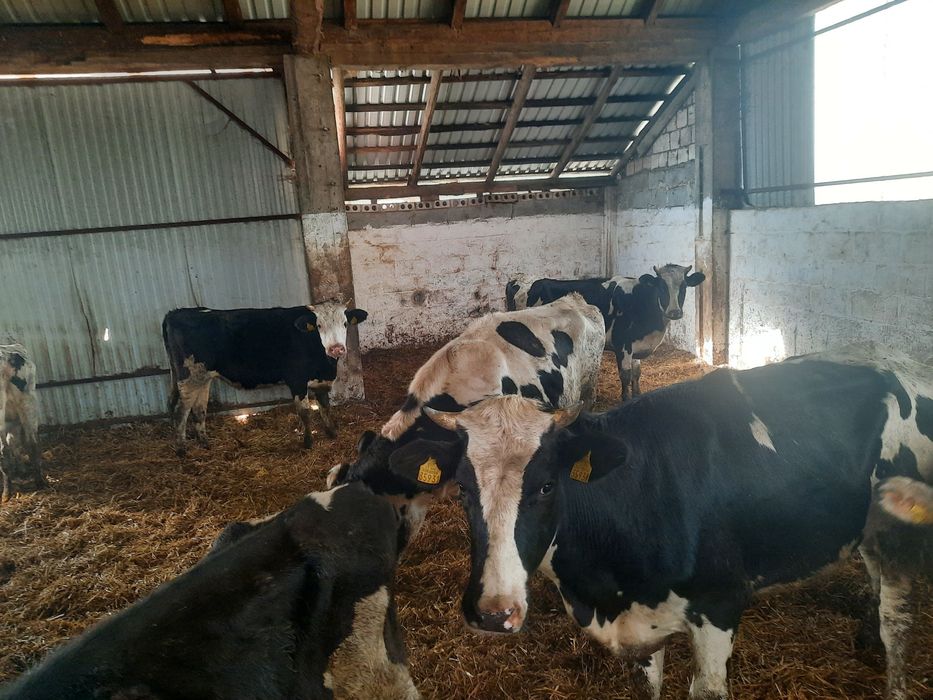 Jałówki mleczne do zacielenia