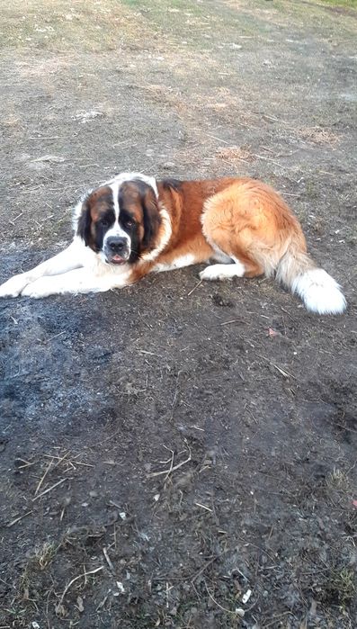 Szczeniak Bernardyna