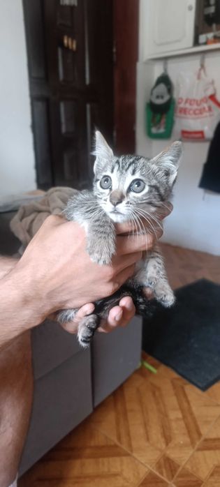 Gatos para adoção